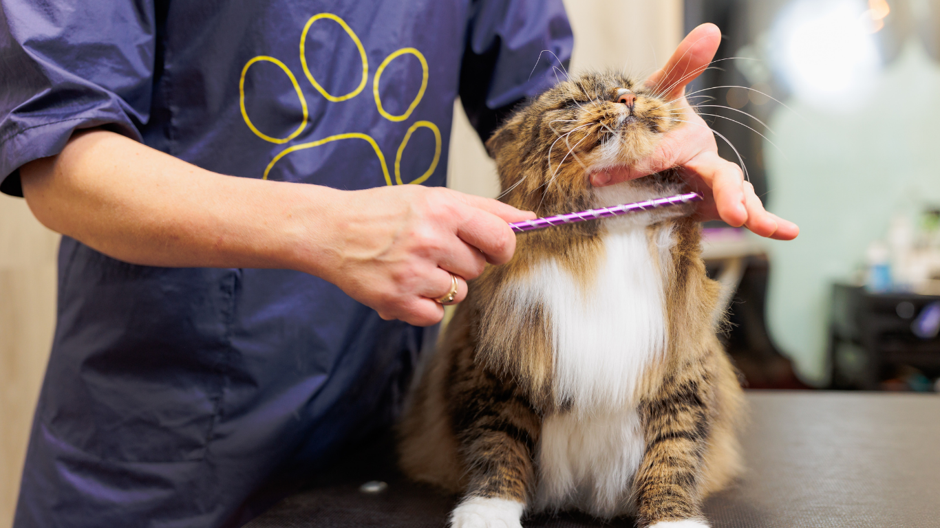Person brushing a cat on a grooming table. The cat has brown and white fur, and is tilting its head back.