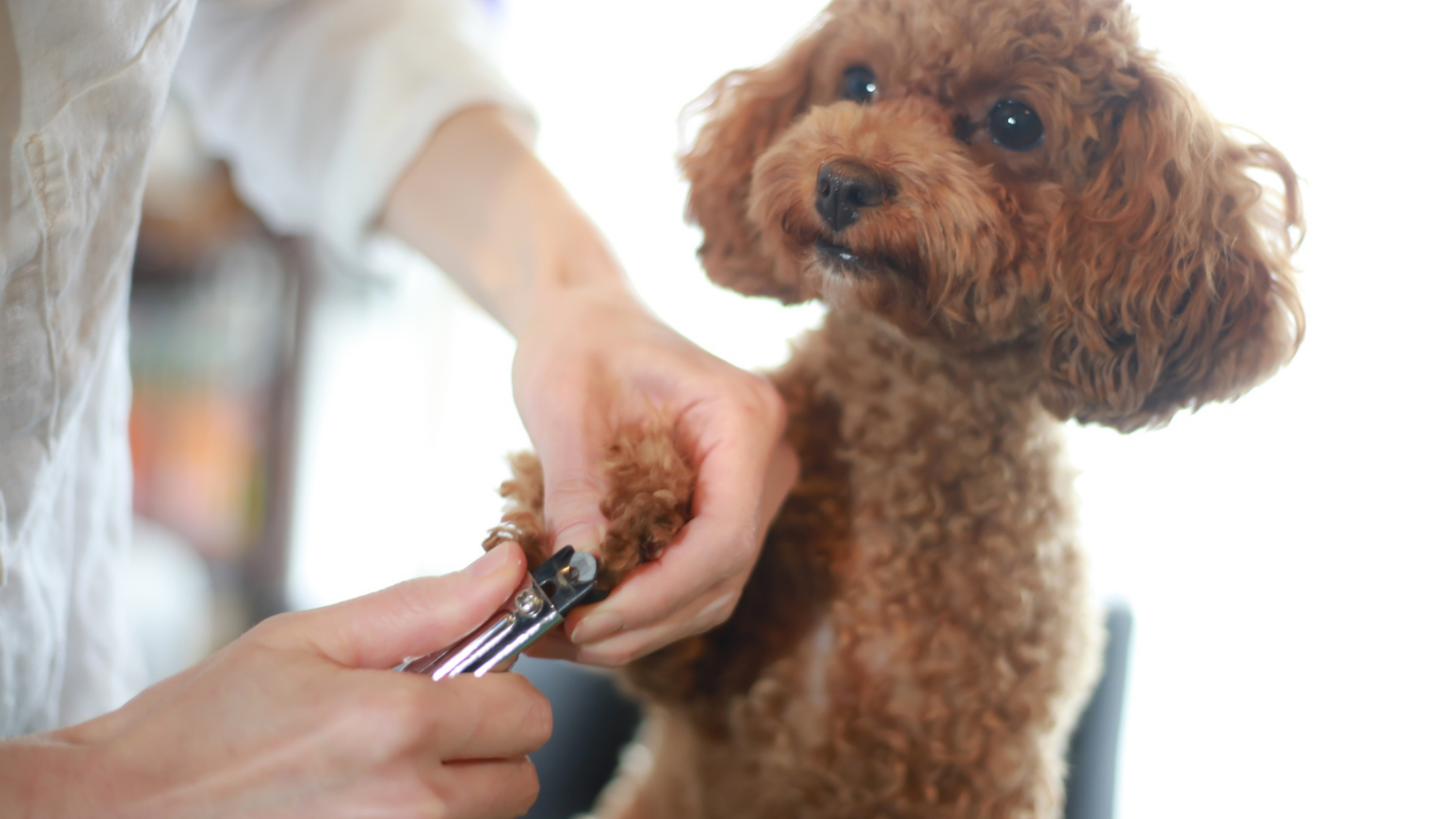 Person trimming a brown poodle's nails with clippers. White background.