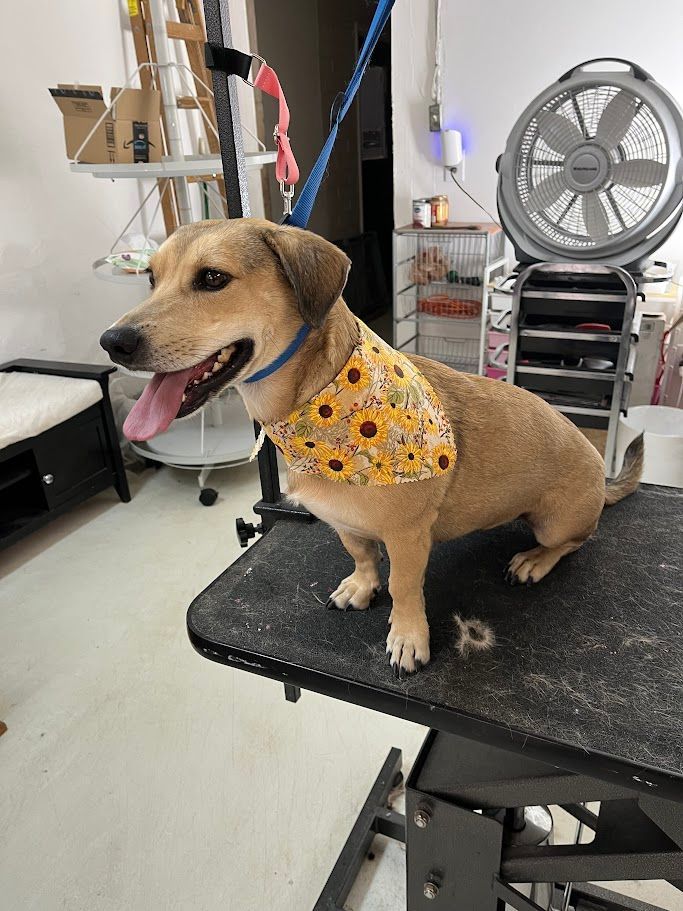 Tan dog wearing sunflower bandana sits on grooming table, tongue out.