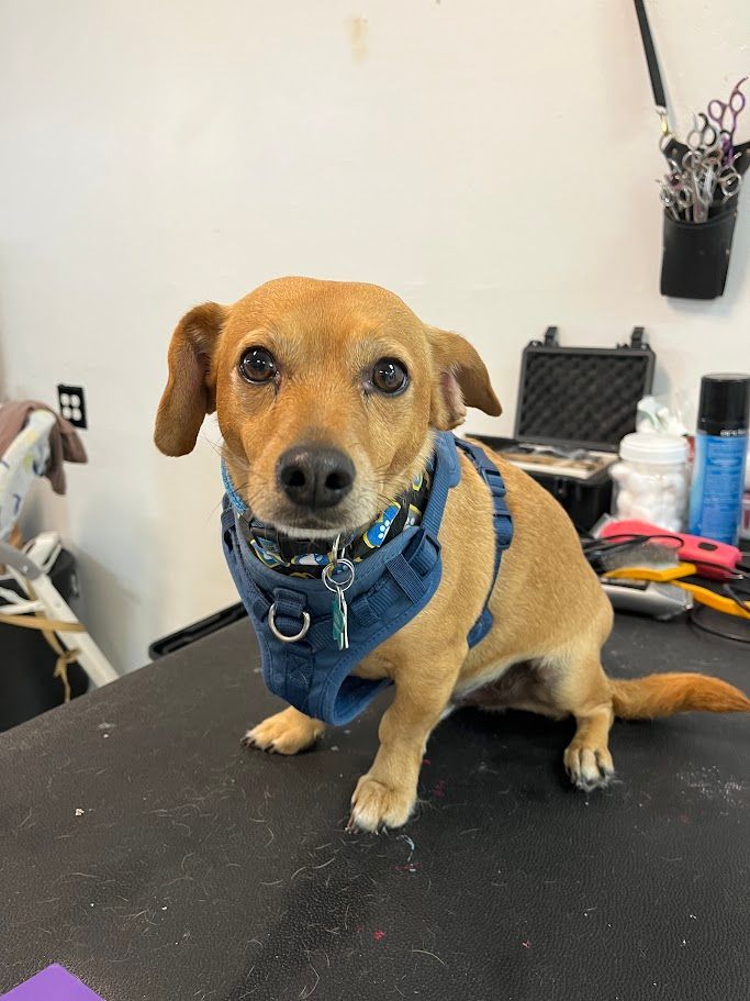 Small brown dog wearing a blue harness sits on a grooming table, looking at the camera.