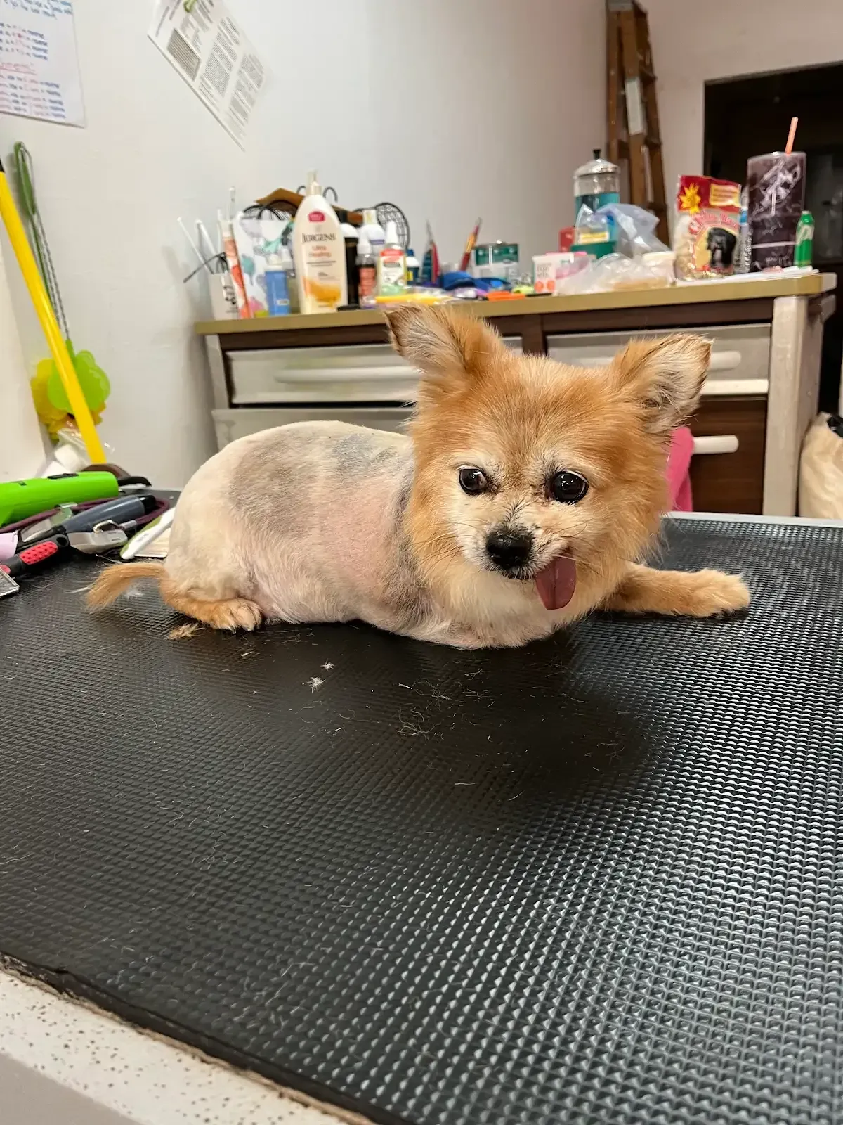 Tan and white dog with shaved sides, tongue out, lying on a textured black surface.