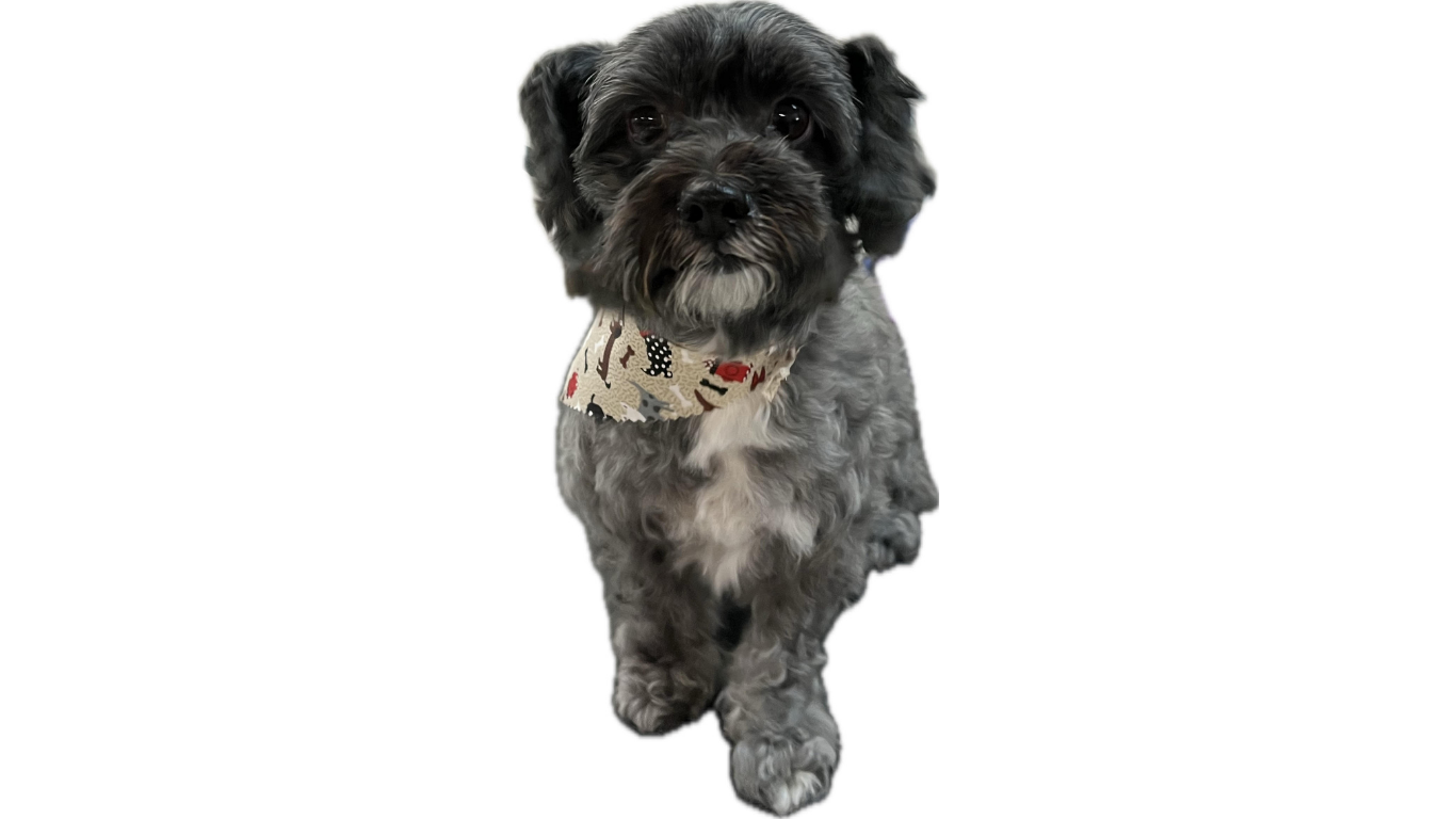 Dark-colored dog with a bandana and a short haircut. It is standing and looking forward.