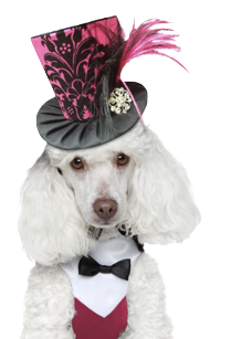 Broadway Grooming logo with cartoon dogs in bubbles; blue and yellow text.