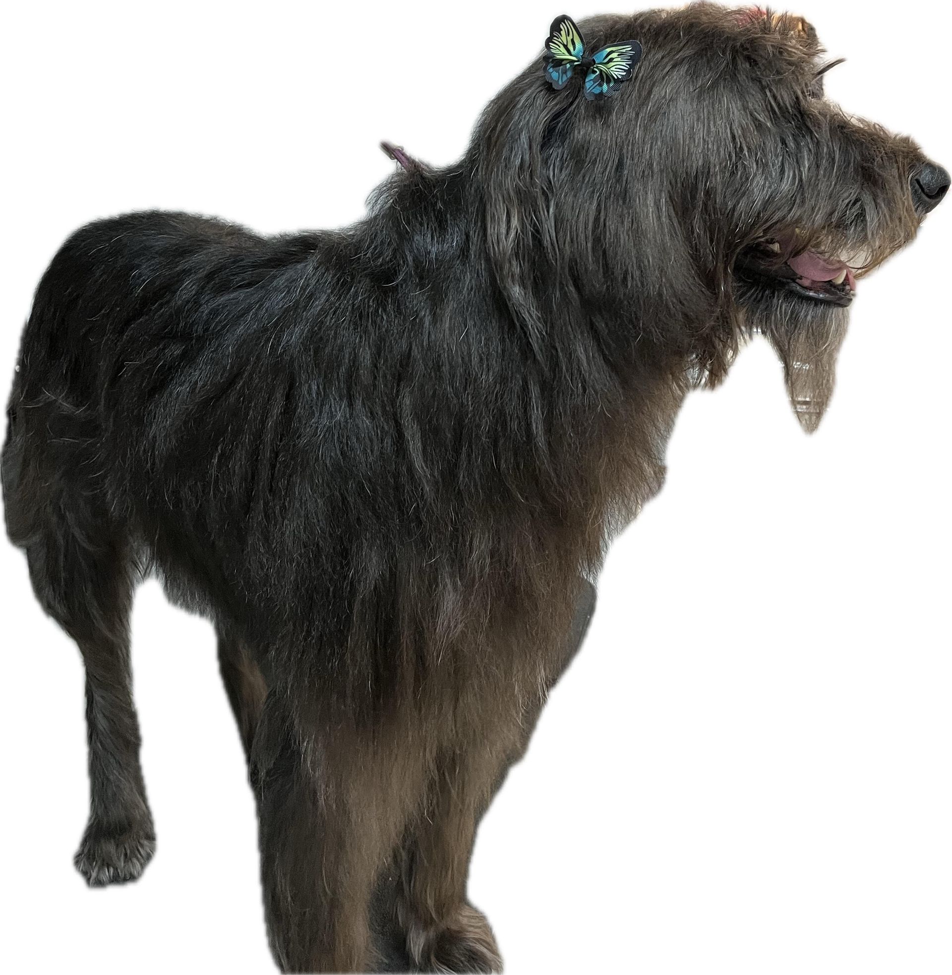 Tan dog wearing a blue bandana, standing on a grooming table, suspended with straps.