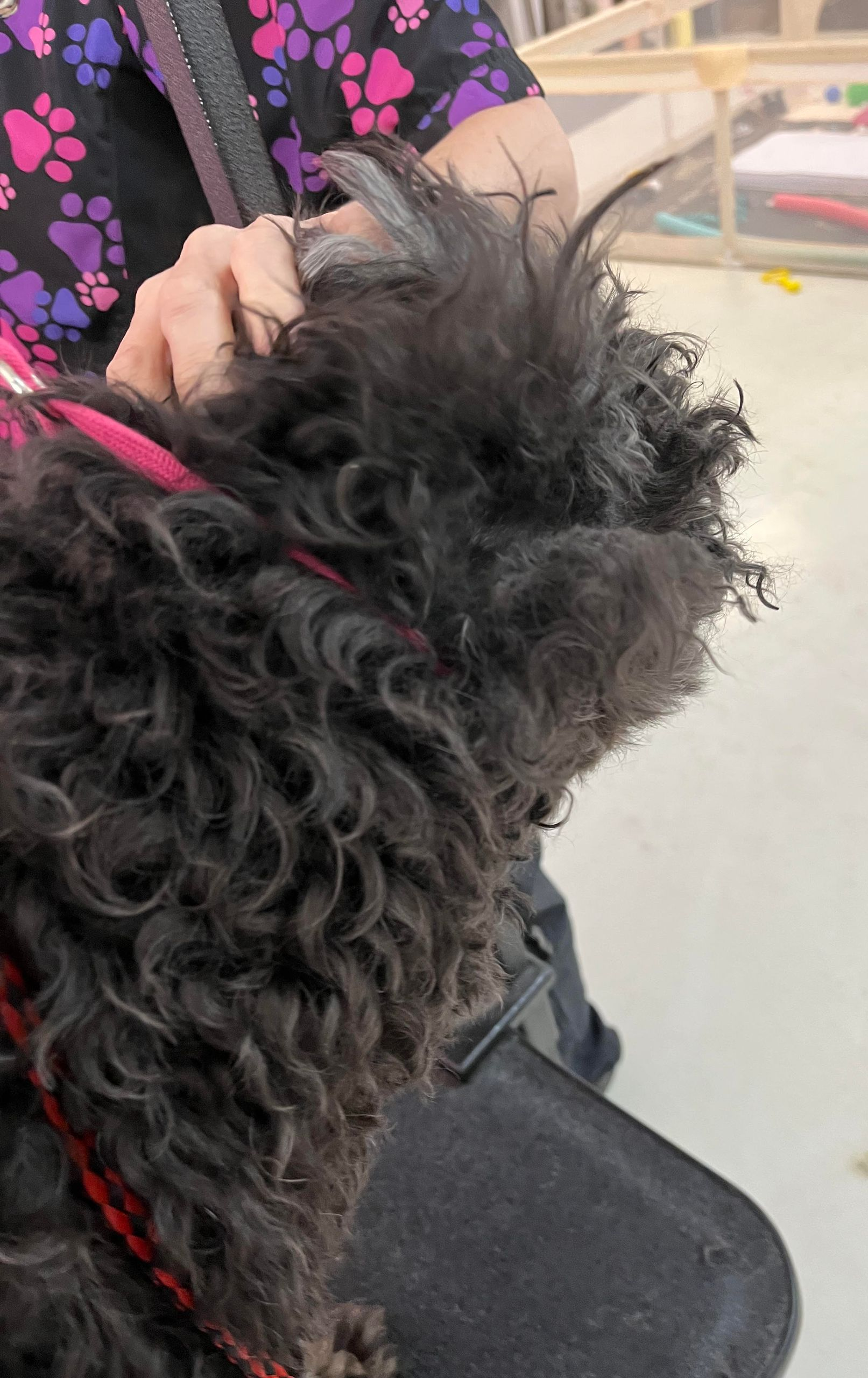 Black, curly-haired dog being groomed, with owner's hand visible. Indoors.