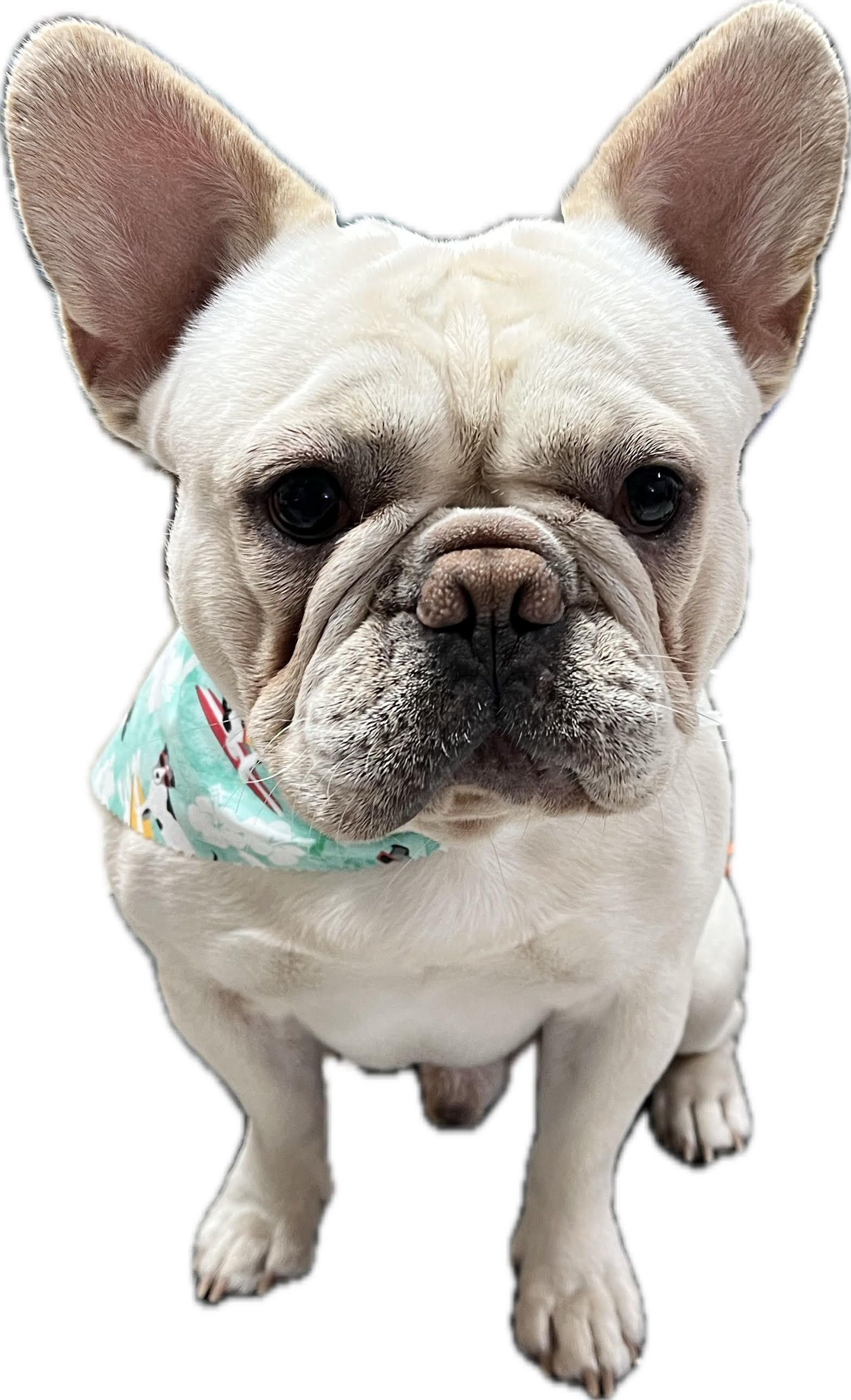 Black poodle sitting on a grooming table. Dog has tongue out in a grooming shop.