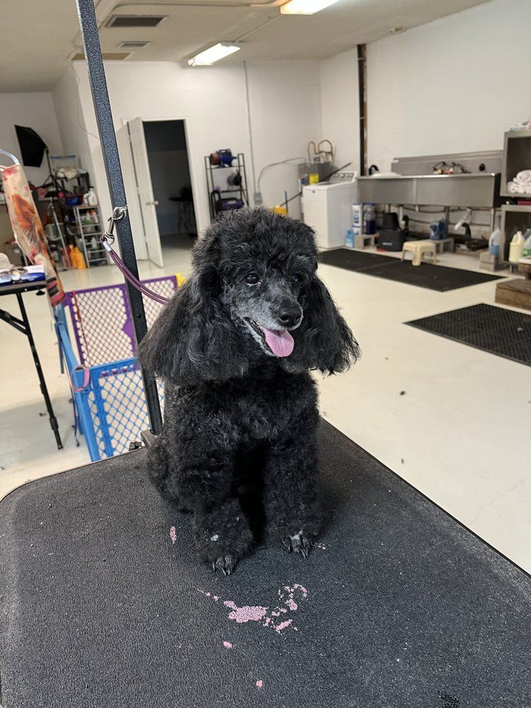 Cat being brushed, enjoying the attention; person holds cat on lap indoors.