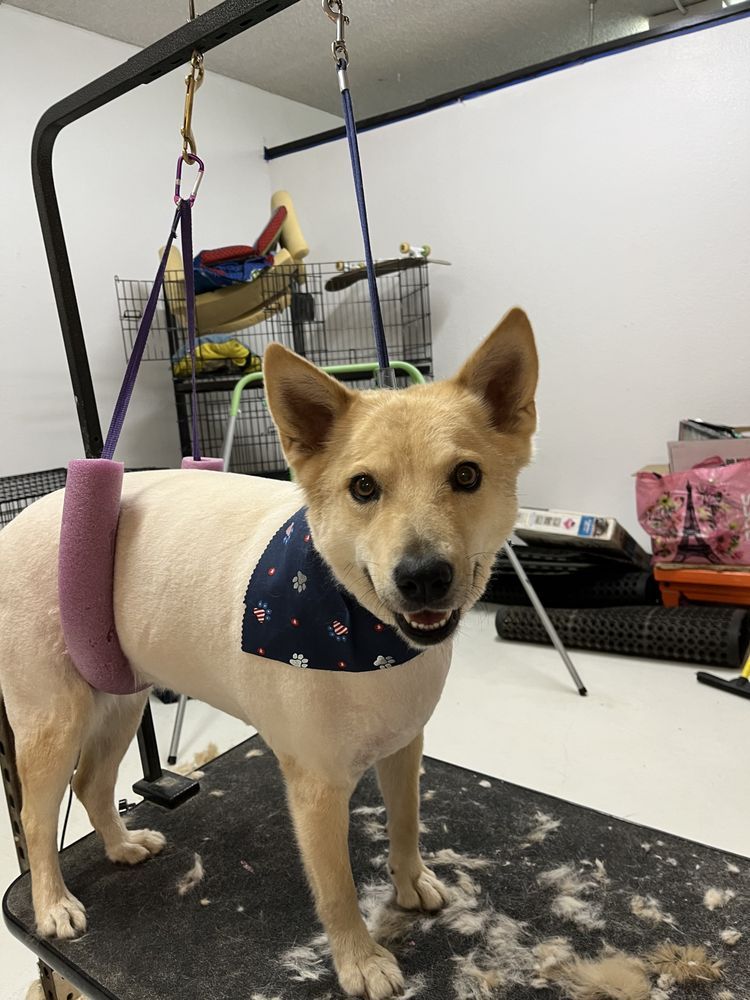 Tan dog wearing a blue bandana, standing on a grooming table, suspended with straps.
