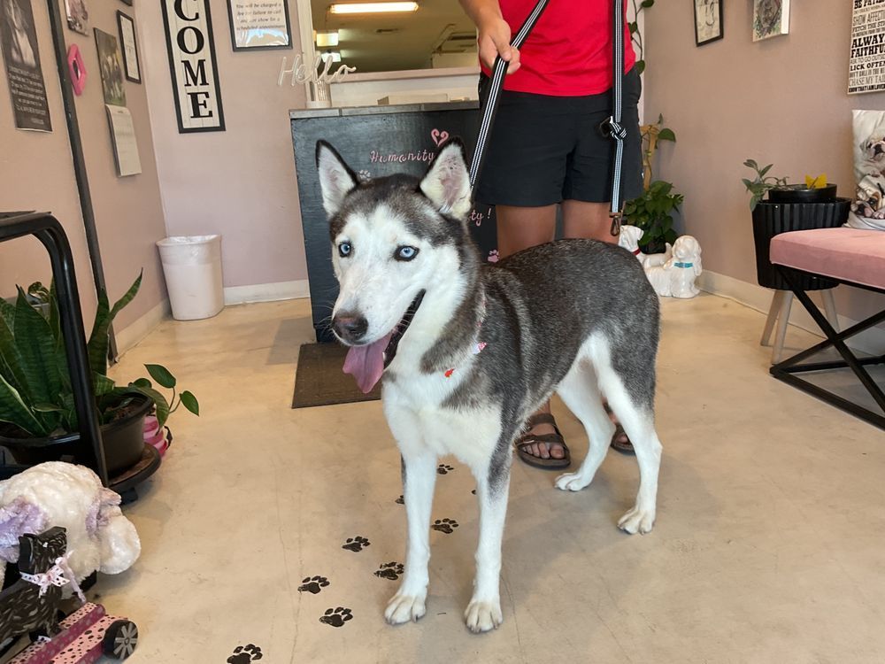Husky dog with blue eyes on leash in a salon. The dog is gray and white, with its tongue out.