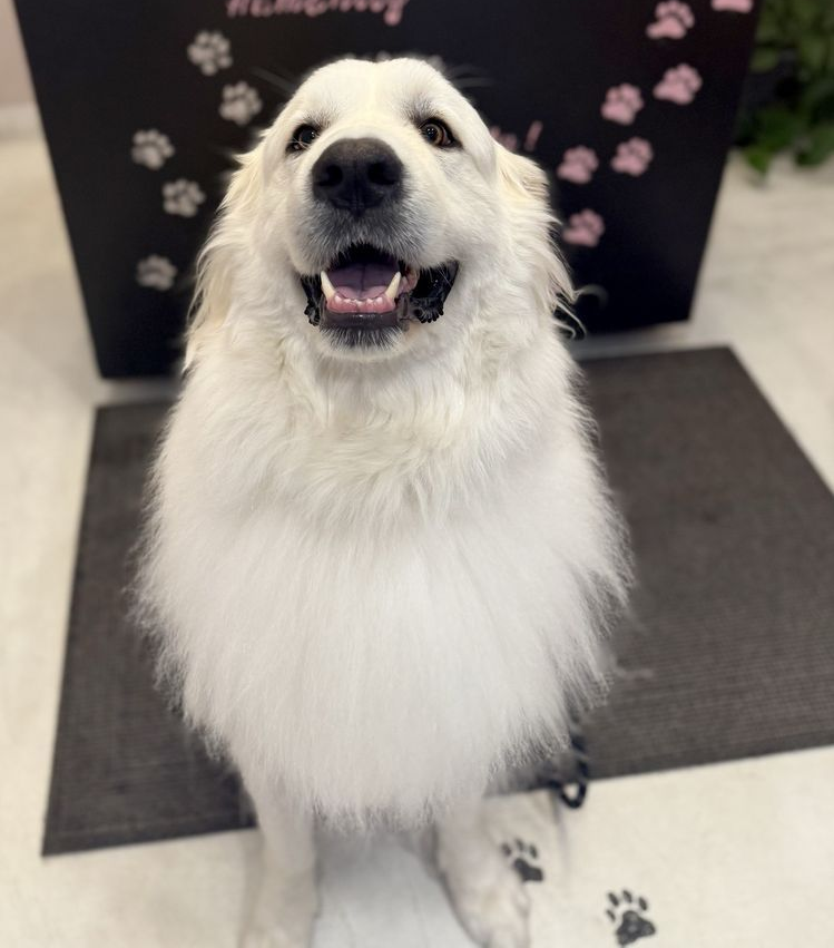 Smiling white dog with fluffy fur sits on a mat. Paw prints are in the background.