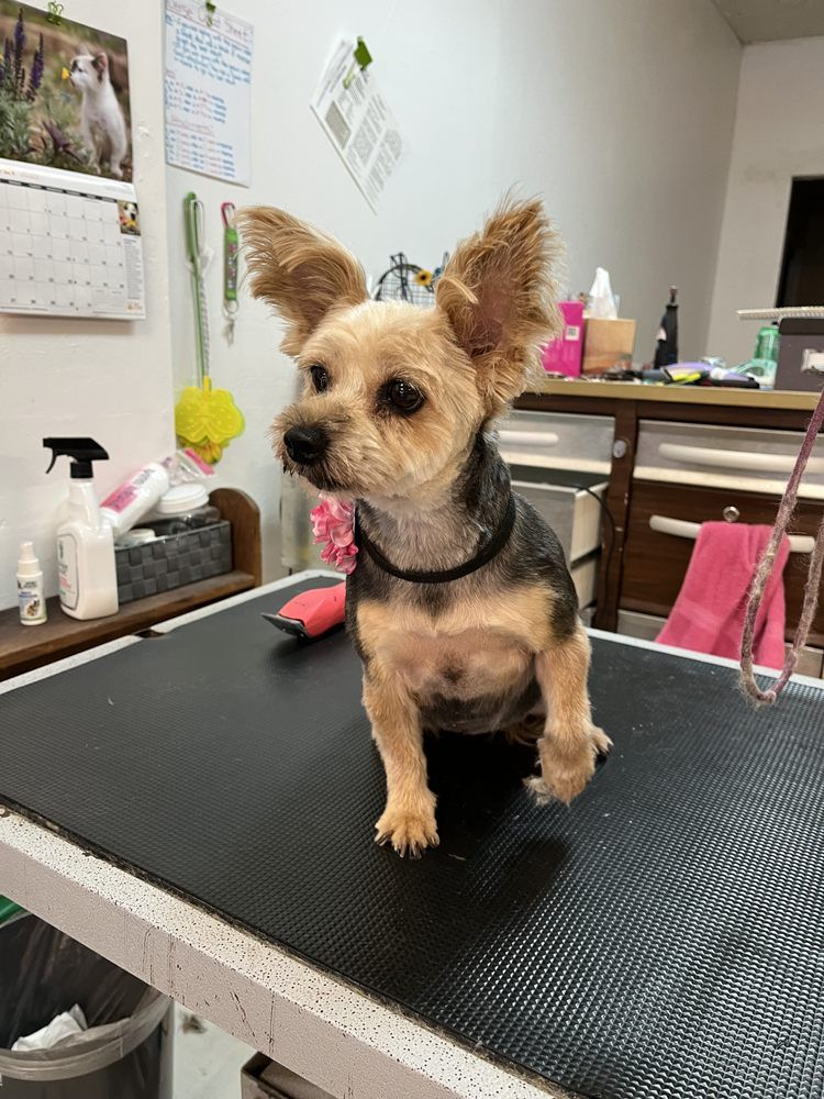 Yorkshire Terrier with cropped ears, black and tan, sitting on a grooming table.