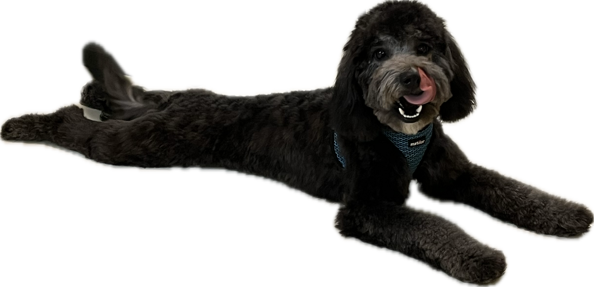 Tan-colored dog with short-cut fur sits on carpet, wearing a patterned collar.