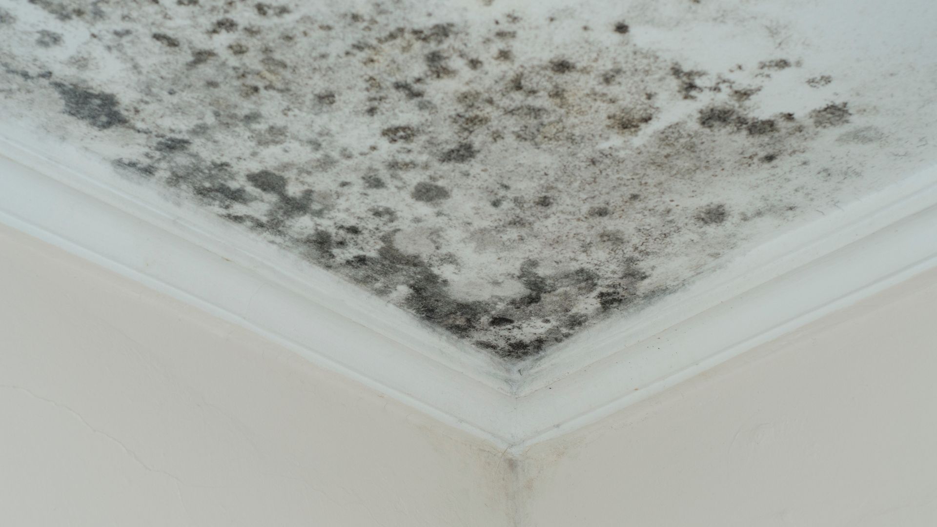 Mold growth on a white ceiling with decorative trim, near a corner.