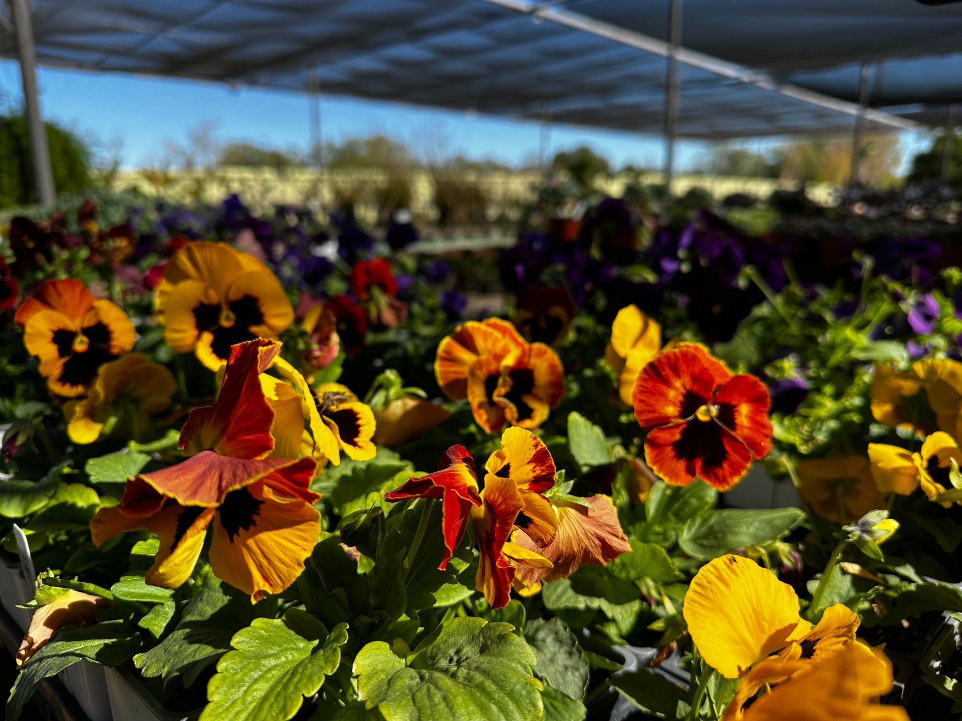 A bunch of flowers are growing in a greenhouse.