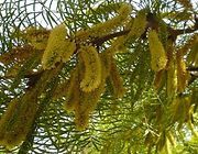 A close up of a tree branch with yellow flowers hanging from it.