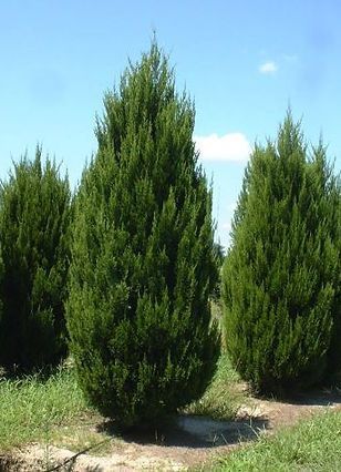 A row of trees in a field with a blue sky in the background