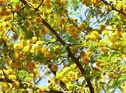 A close up of a tree with yellow flowers and green leaves.