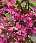 A close up of a bunch of pink flowers on a tree.