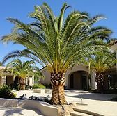 A palm tree in front of a house on a sunny day.