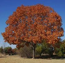 A large tree with red leaves is standing in the middle of a field.