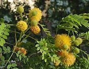 A close up of a plant with yellow flowers and green leaves.