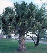 A palm tree is sitting in the middle of a lush green field.