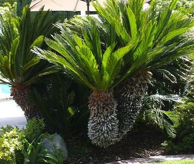 A group of palm trees in a garden next to a pool