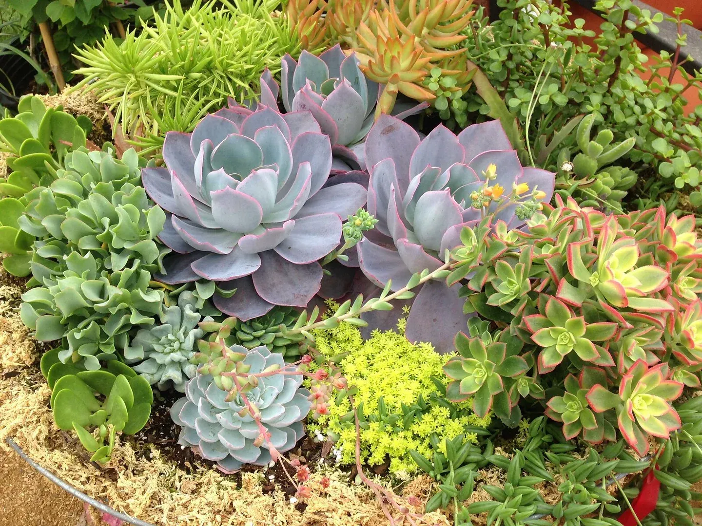 There are many different types of succulents in this planter.