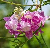 A close up of a purple flower on a tree branch.