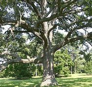 A large tree in a park with lots of branches and leaves.