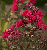 A close up of a bush with red flowers and green leaves.