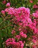 A close up of a bush with pink flowers and green leaves.