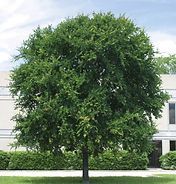 A large tree with lots of leaves is in front of a building.