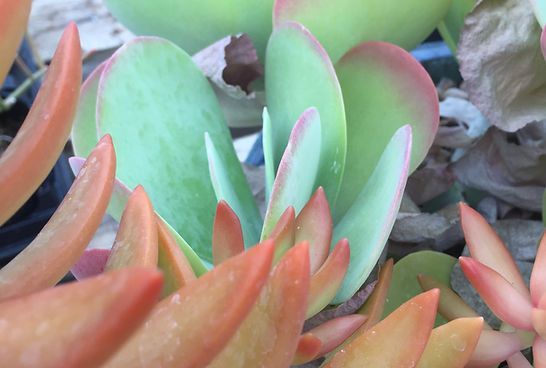 A close up of a succulent plant with green and orange leaves.