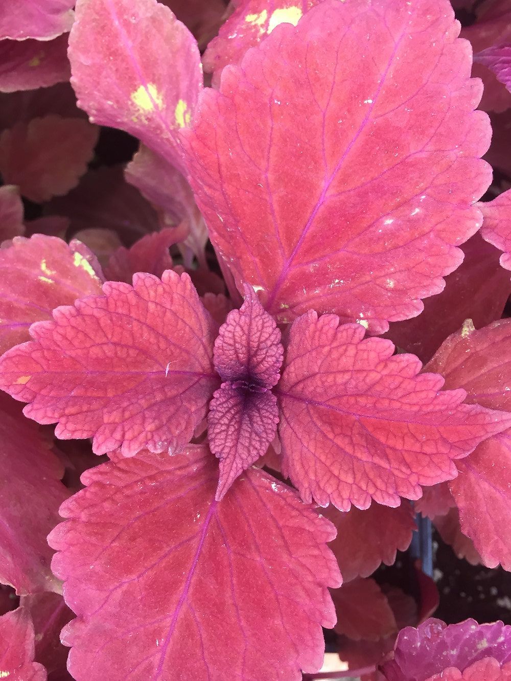 A close up of a pink flower with purple center