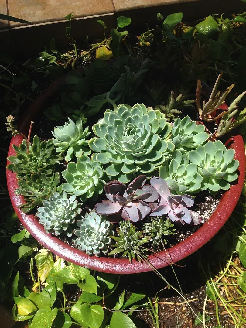 A red bowl filled with lots of different types of succulents