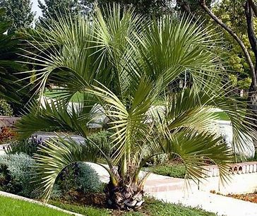 A palm tree is growing in a garden next to a sidewalk.