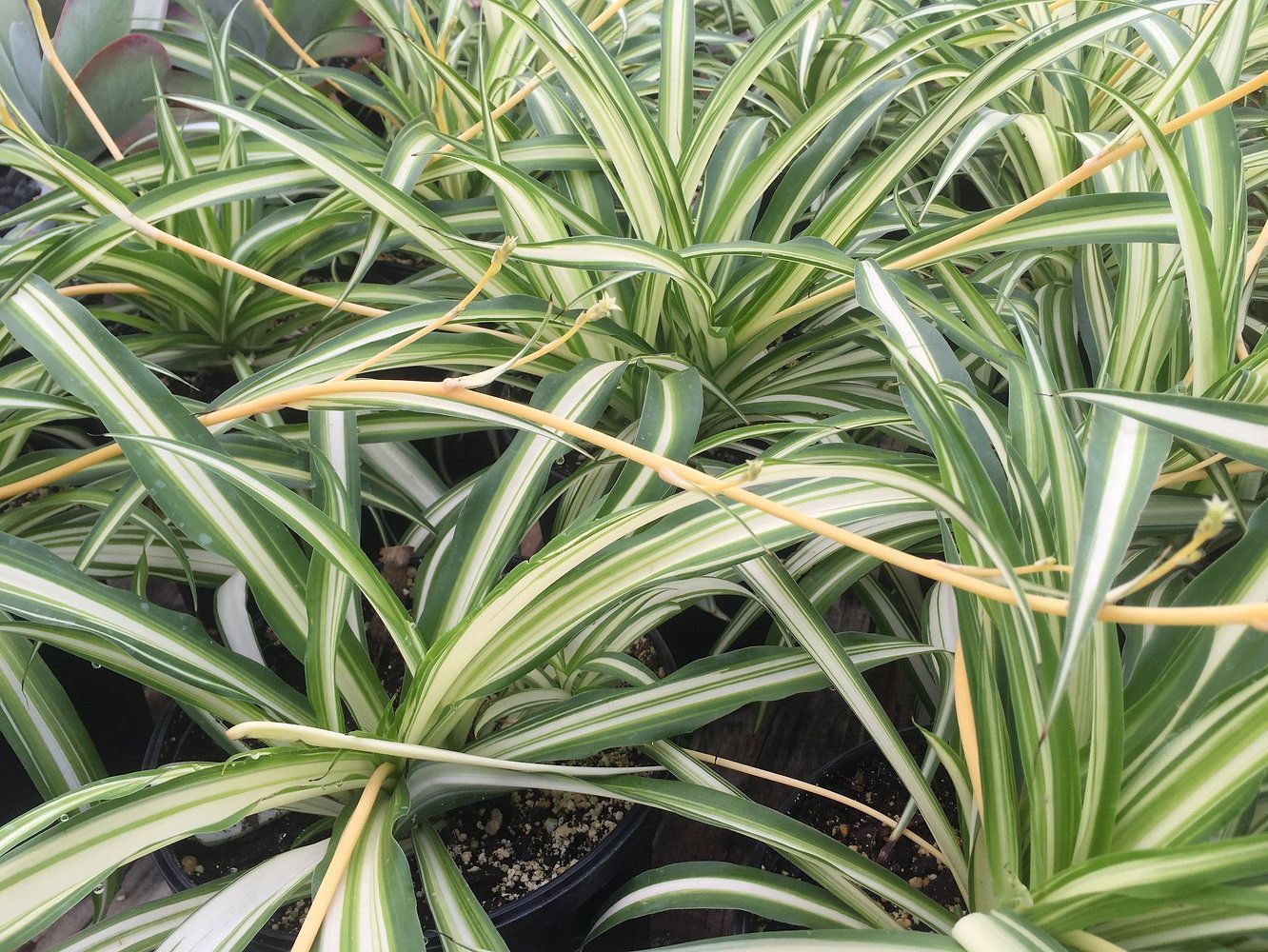 A bunch of green and white plants are growing in pots.