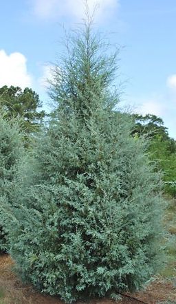 A large blue cedar tree in a field with a blue sky in the background.