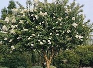 A tree with white flowers and green leaves in a park.