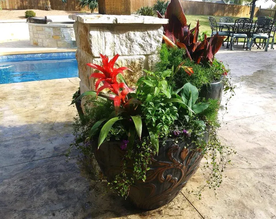 A potted plant with red flowers and green leaves in front of a pool