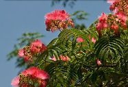 A tree with pink flowers and green leaves against a blue sky.