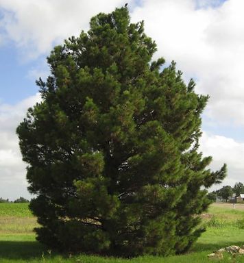 A large pine tree in the middle of a grassy field