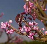 A close up of a tree branch with pink flowers and leaves.