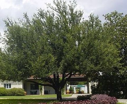 A large tree with lots of leaves is in front of a house