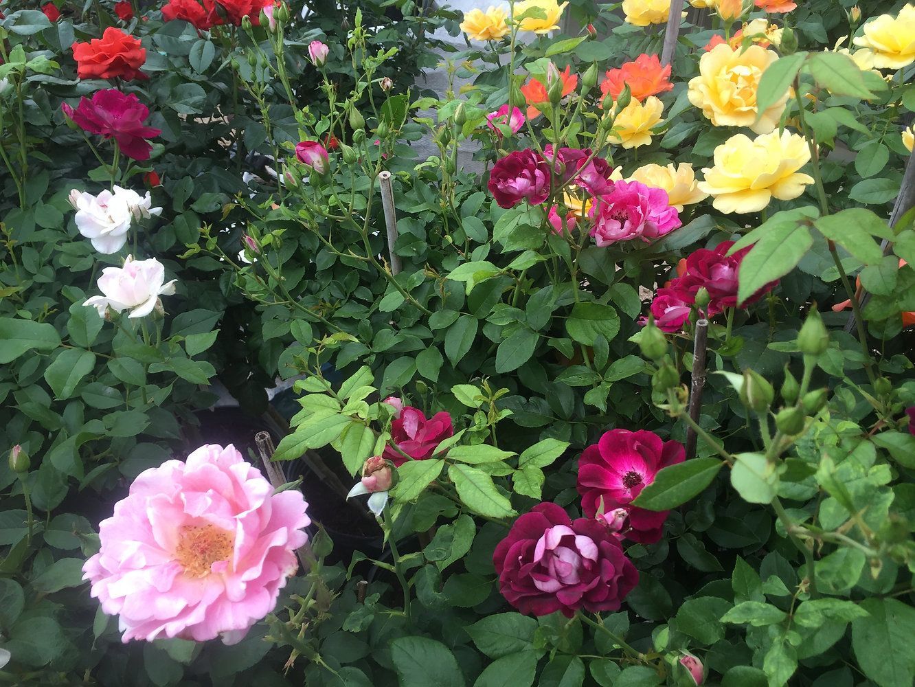 A bunch of different colored roses are growing in a garden