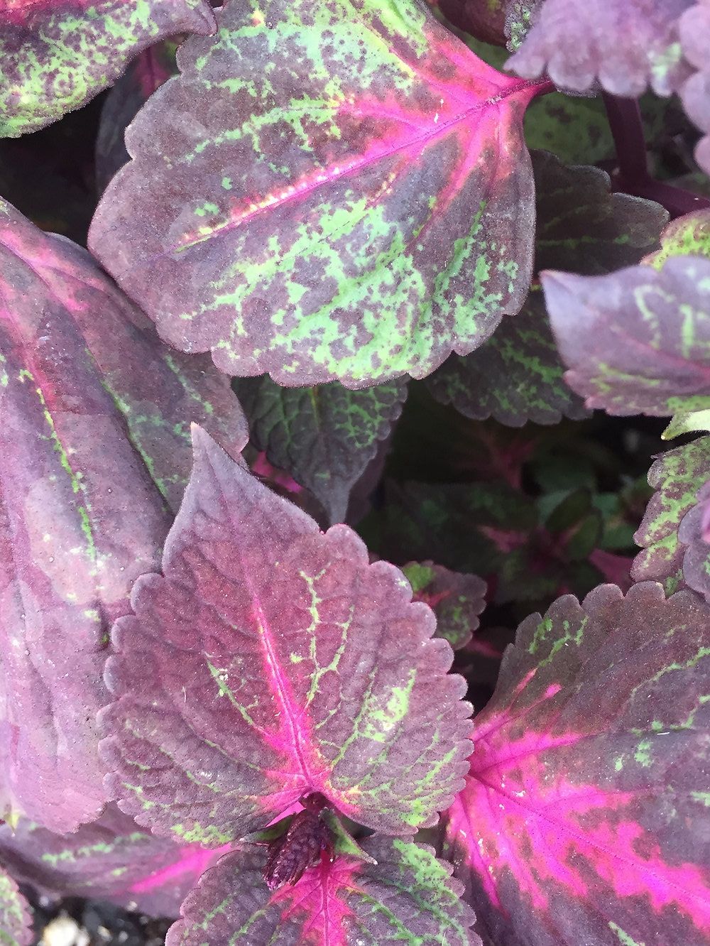 A close up of a plant with purple and green leaves.