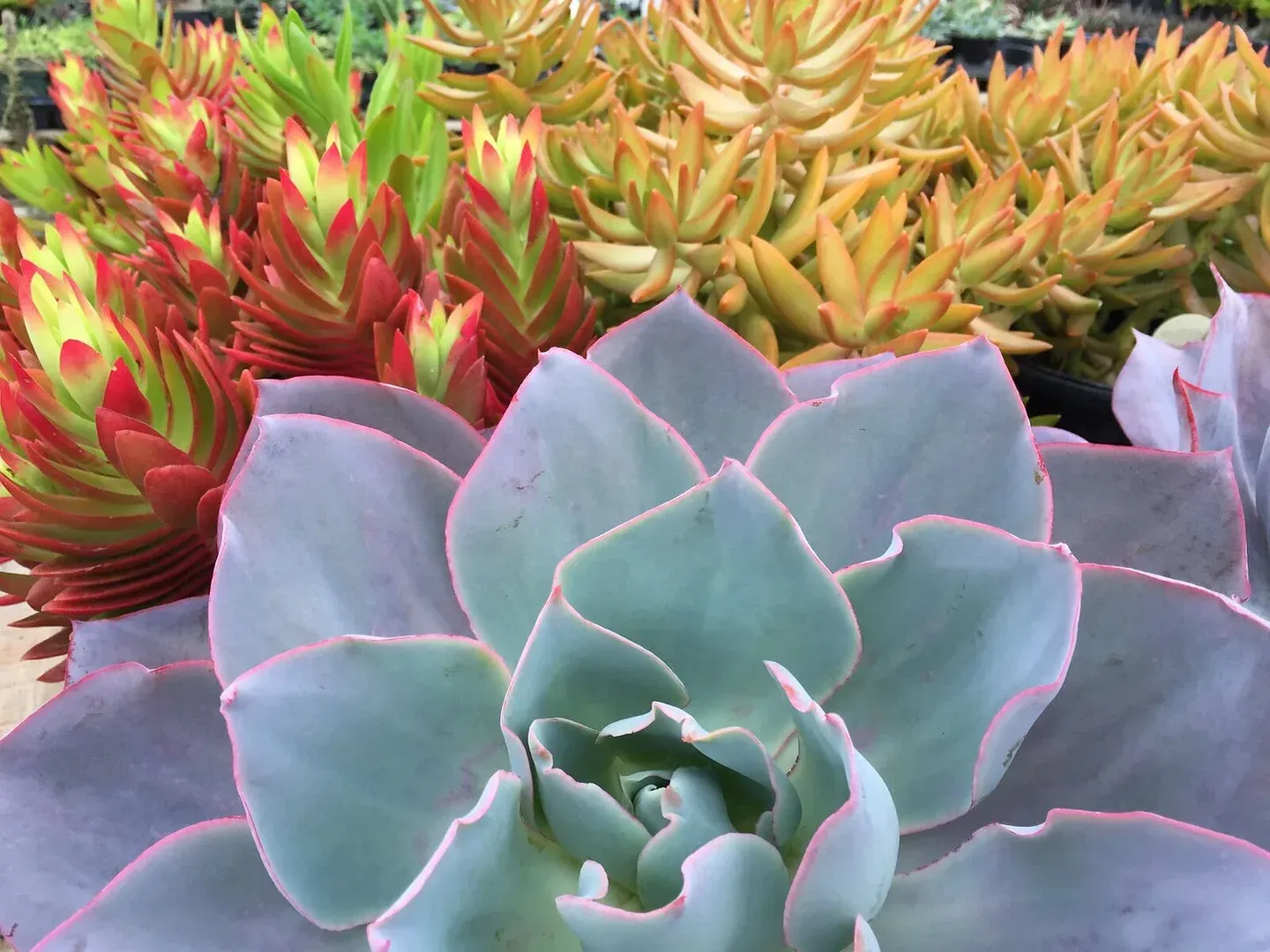 A close up of a succulent plant in a garden