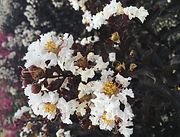 A close up of a bunch of white flowers on a tree.