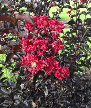 A bush with red flowers and black leaves